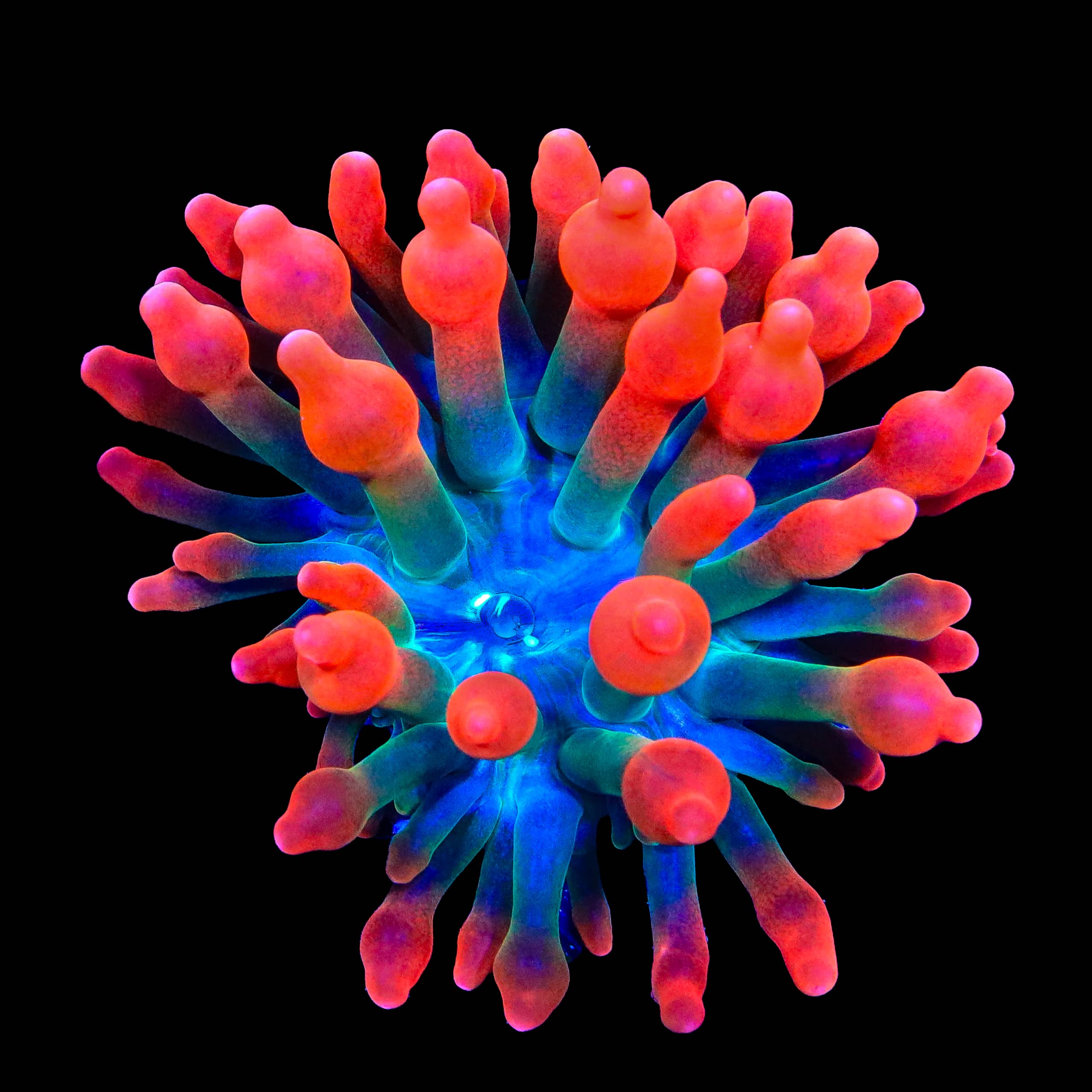 Watermelon Bubble Tip Anemone – Almost WYSIWYG – Top Shelf Aquatics