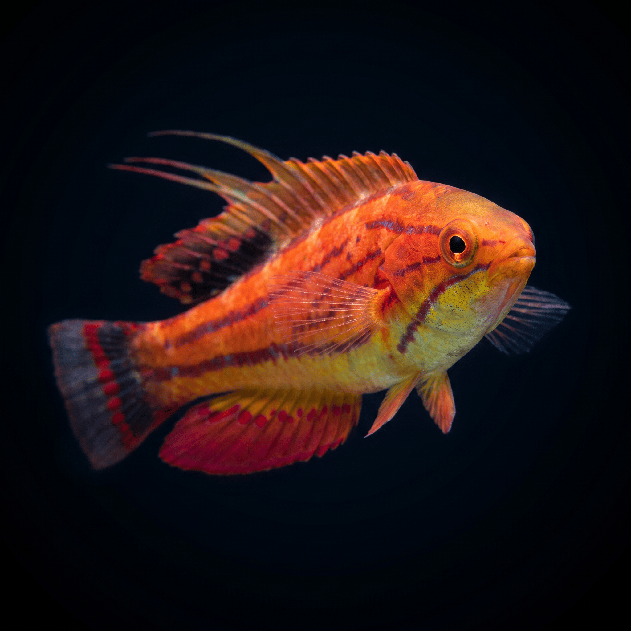 ⚠️fish Carpenter Flasher Wrasse - Paracheilinus carpenteri – Top Shelf